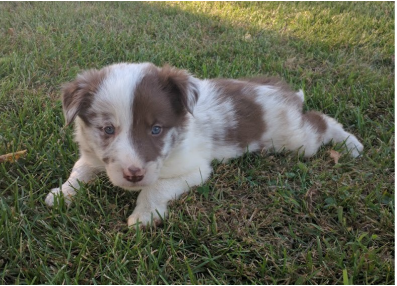 Border Collie pups for sale at LC Ranch