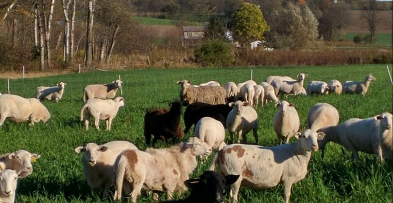 Katahdin Hair Sheep — Craig Farms Katahdins