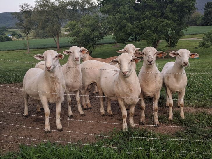 Ram Lambs and Ewe Lambs for Sale at LC Ranch Katahdins