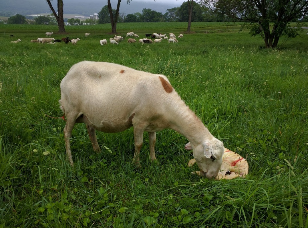 Katahdin ewe with newborn lamb at LC Ranch