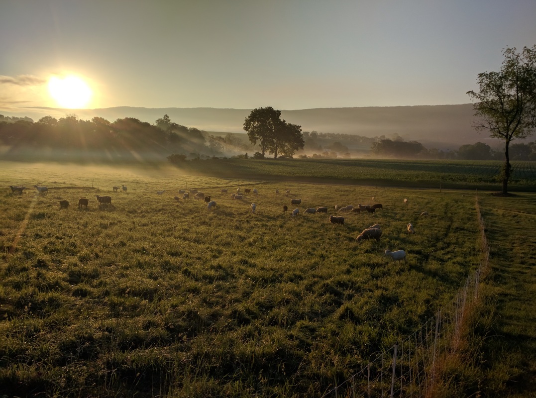 Sunrise over grazing Katahdin sheep at LC Ranch