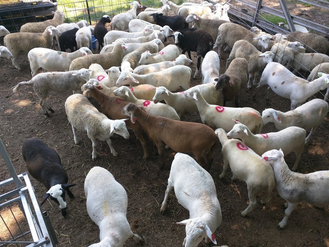 Katahdin ewes being sorted for market at LC Ranch