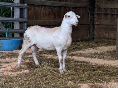 Katahdin Ram for sale in PA at LC Ranch