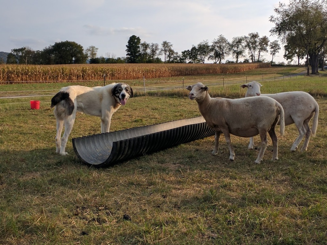 Katahdin ewes with Mastiff cross guard dog, LC Ranch