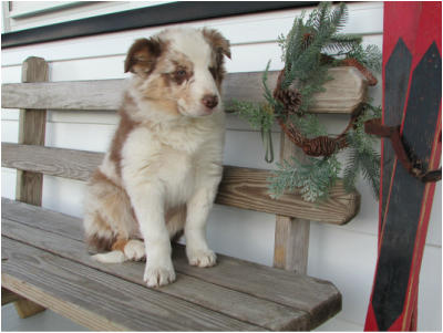 Border Collie pups for sale at LC Ranch